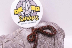 Lampropeltis-Thayeri-Hembra-17122071-1