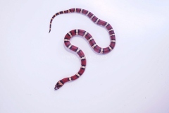 Lampropeltis-Thayeri-Hembra-17122072