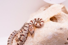 Lampropeltis-Thayeri-Leonis-Macho-17122036