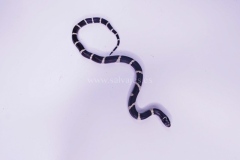 lampropeltis-californiae-1