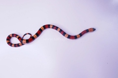 lampropeltis-cambelli
