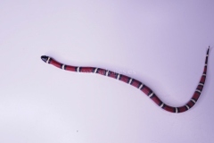 lampropeltis-nelsoni-albina