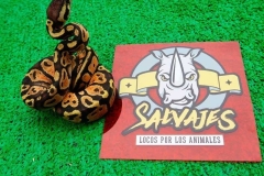 piton-regiusbola-fase-pastel-hembra