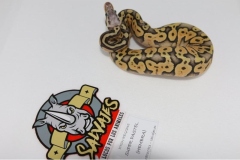 piton-regiusbola-fase-super-pastel-hembra08011911