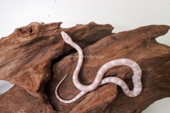 serpiente-del-maiz-fase-snow-elaphe-guttatus