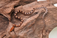 serpiente-del-maiz-red-bloodred-x-hypo