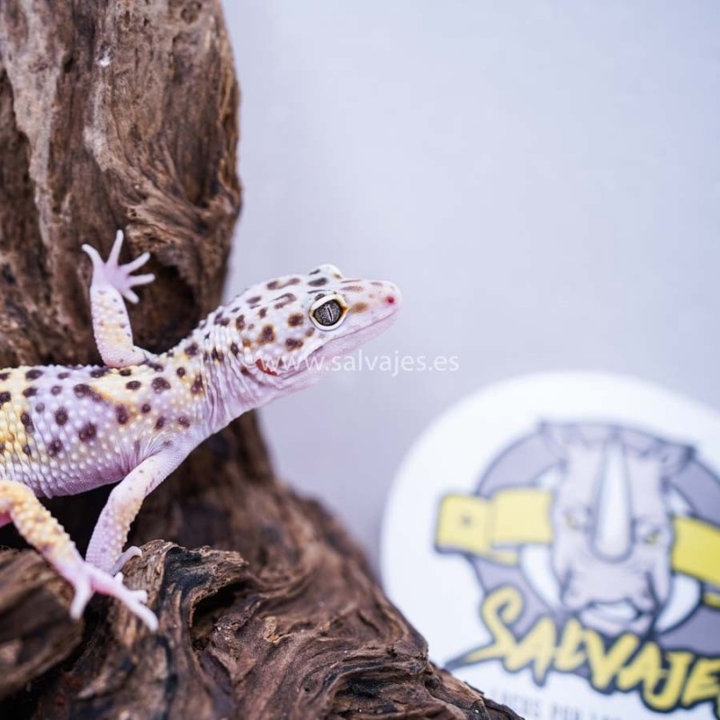 gecko leopardo